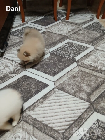 Mini Pomeran, снимка 7 - Померан - 53567326