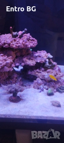 Морски аквариум red sea 300g2+, снимка 4 - Аквариуми - 53339771