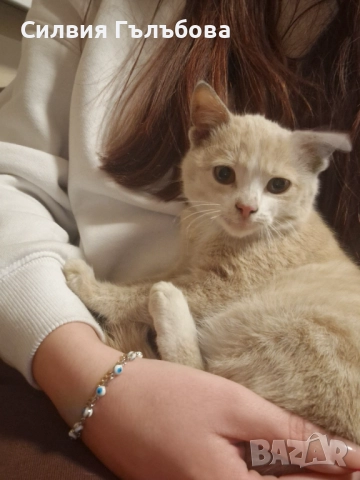 Бейлис търси дом , снимка 7 - Други - 52884275