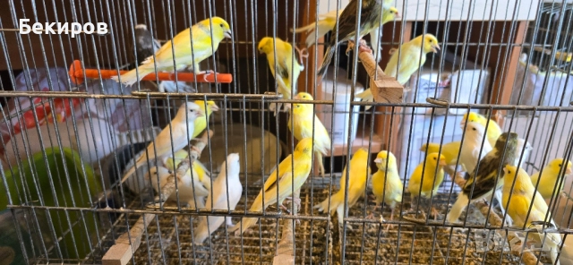 продавам канари 