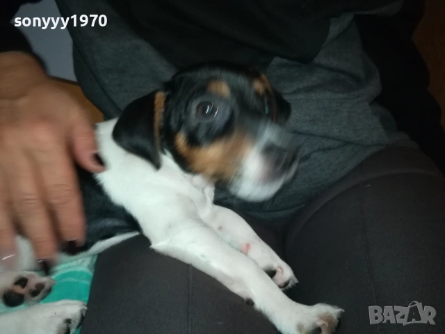ДЖАК РЪСЕЛ-ЖЕНСКО БЕБЕ ДЖАК 0611250831, снимка 13 - Джак ръсел териер - 52314145