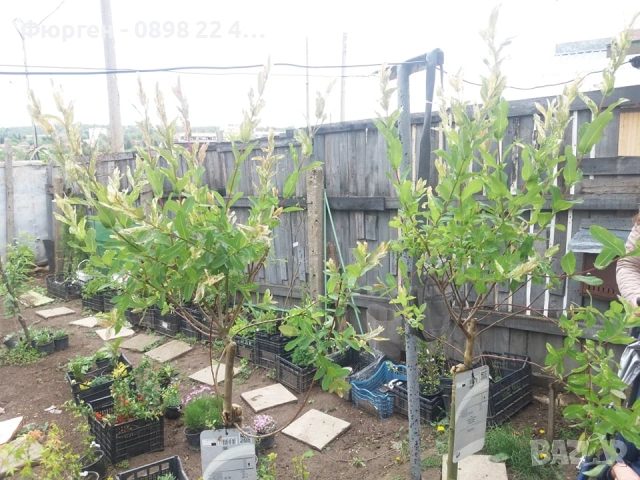 Японска върба Salix Hakuro Nishiki - Фламинго, снимка 11 - Разсади - 53489657