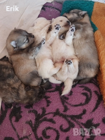 pomerani, снимка 1