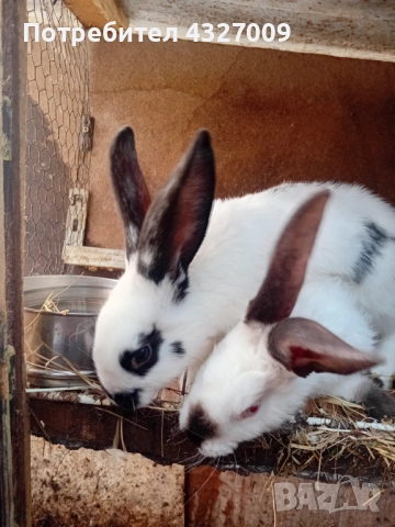 Продавам зайци , снимка 5 - Други - 52580559