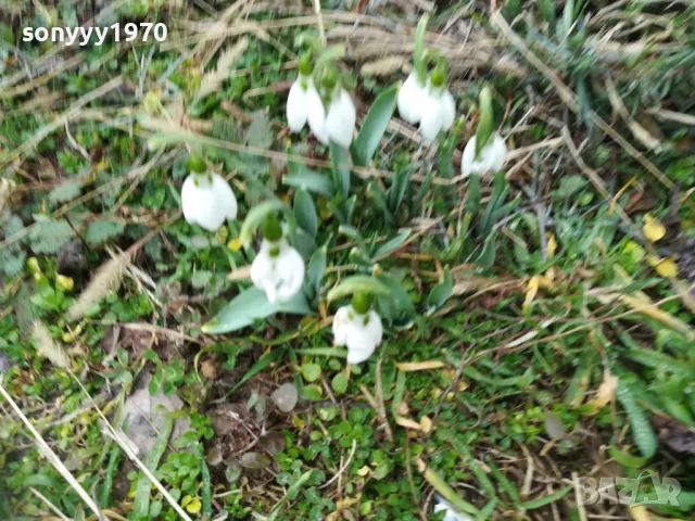 ГРЪМ ОТ КОКИЧЕТА-ЛОТ В САКСИЯ С ЛУКОВИЦИ И ПОЧВА 0402251648, снимка 14 - Градински цветя и растения - 48965524