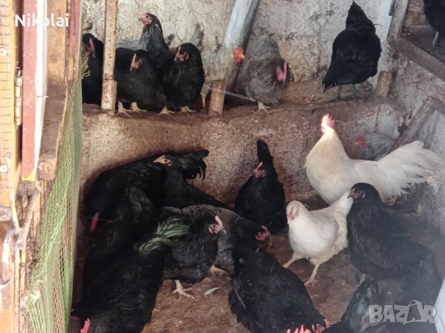 Разплодни яйца и пиленца от Легхорн, Легбар, Австралорп черен, син, Бял , снимка 18 - Кокошки и пуйки - 43887227