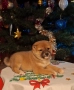 Шиба ину Коледни изненади, снимка 5