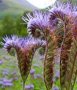 Семена от Фацелия - медоносно растение за пчелите разсад семена пчеларски растения силно медоносно ц, снимка 4