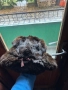 Стара руска зимна шапка, снимка 2