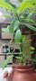 Каучукова палма 70 см.- стайно цвете, снимка 1 - Стайни растения - 43747091