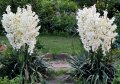 Екзотична градинска студоустойчива палма Юка., снимка 1 - Градински цветя и растения - 37189868