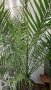 ГОЛЯМА и КРАСИВА ФИНИКОВА ПАЛМА в КЕРАМИЧНА СИНЯ САКСИЯ , снимка 1 - Стайни растения - 43586815