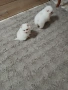 Mini Pomeran, снимка 10