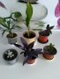 Драцена, традесканции, кактуси, спатифилиум , снимка 1 - Стайни растения - 36836683