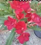 Олеандър червен , снимка 1