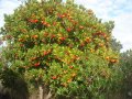 Ягодово дърво - Арбутус, снимка 7