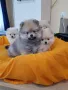Померан померанчета померани, снимка 7