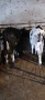 Продавам 2бр мъжки телета , снимка 2