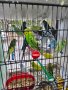 Разнообразие на папагали, снимка 6