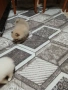 Mini Pomeran, снимка 7