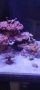 Морски аквариум red sea 300g2+, снимка 4