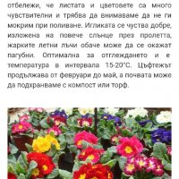 Градинска иглика в 3 цвята и разцветки.От март до Април , снимка 13 - Градински цветя и растения - 32711428