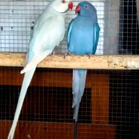 Папагали-двойка малък александър, снимка 4 - Папагали - 43449131
