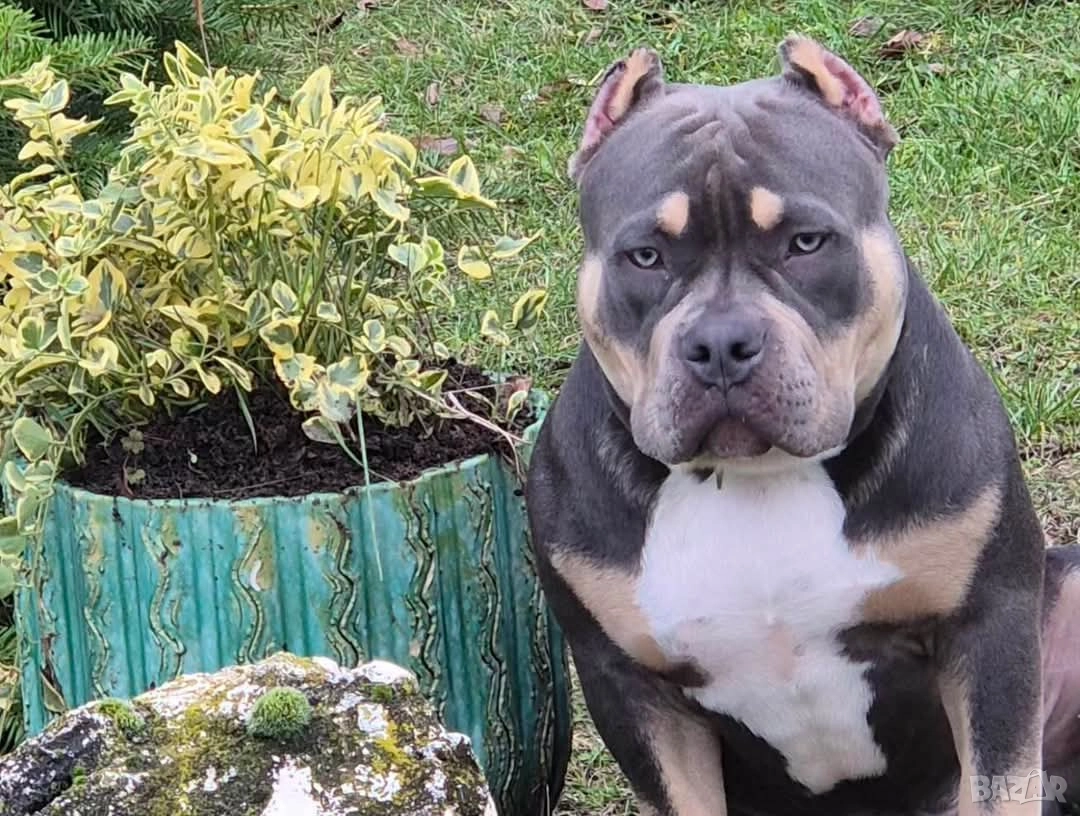 Американско Були (Лео), снимка 1