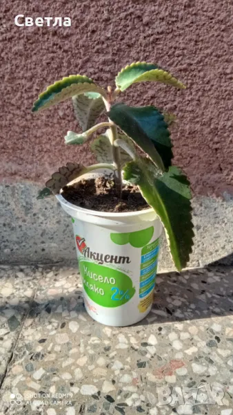 Продавам каланхое , снимка 1