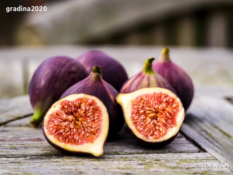 Смокиня Блек мишън - Black Mission, снимка 1