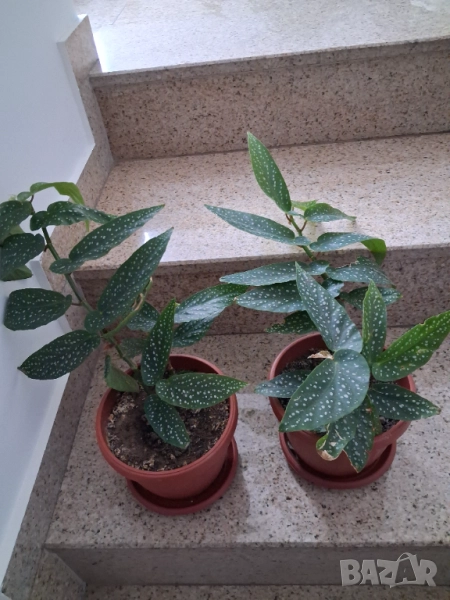 Стайни цветя - Бегония, снимка 1