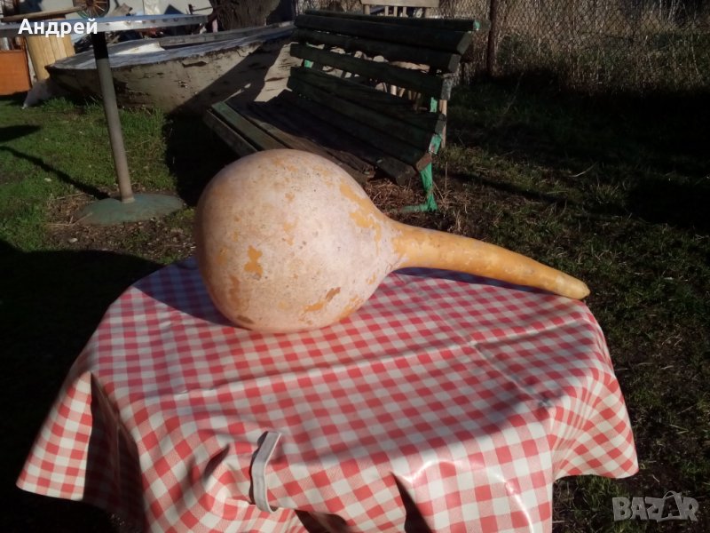 Стара кратуна, снимка 1