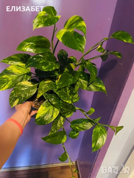 Epipremnum pinatum veriegat, снимка 1