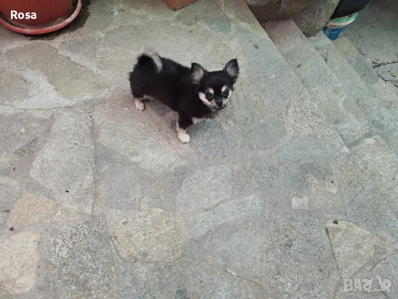 Продавам чихоахоа , снимка 1
