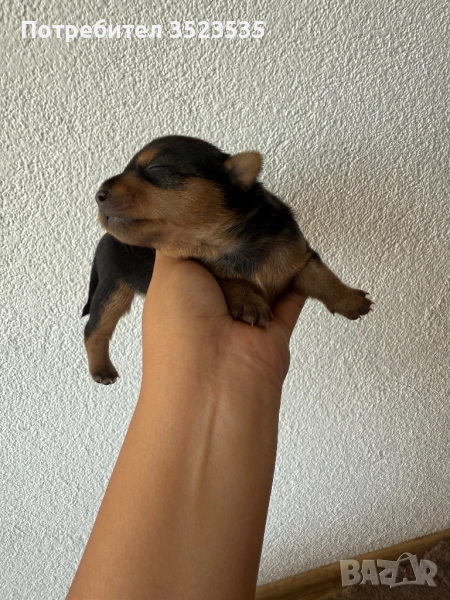 Малки пинчерчета, снимка 1