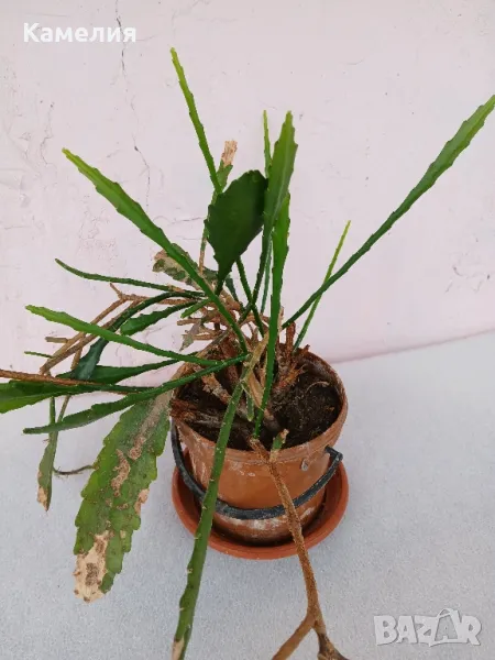 Епифилум в саксия, снимка 1