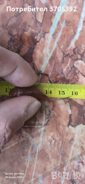 супер ред анциструс 4,5-5 см , снимка 1