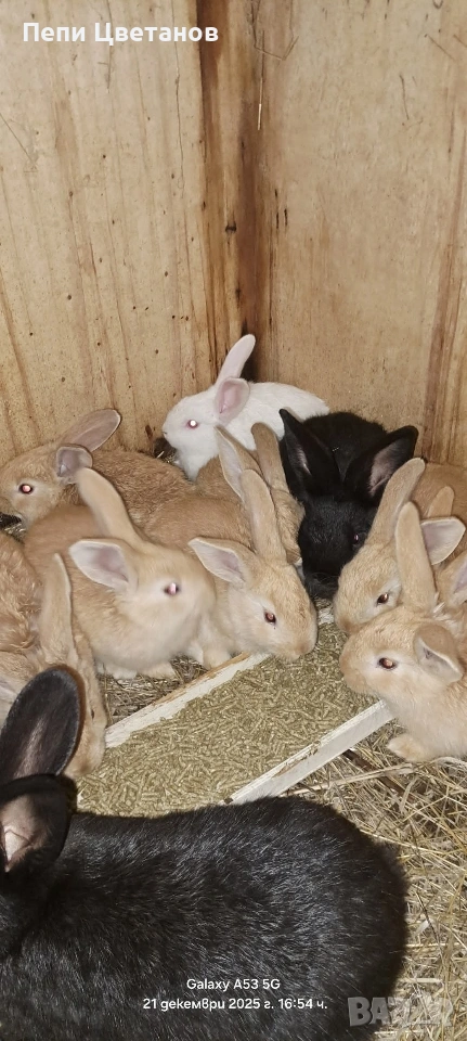 ЗАЙЦИ , снимка 1