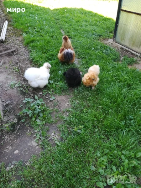 Копринки, снимка 1