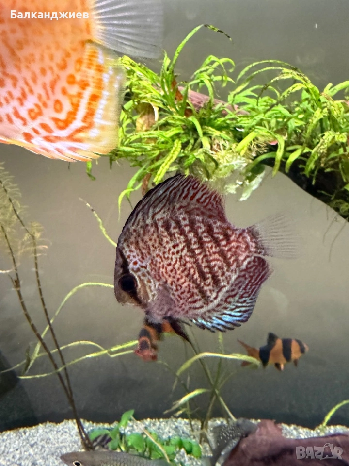 Продавам или разменям дискуси, снимка 1