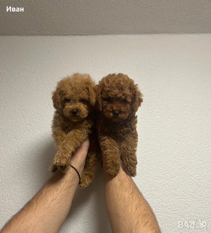 Той пудел, снимка 1