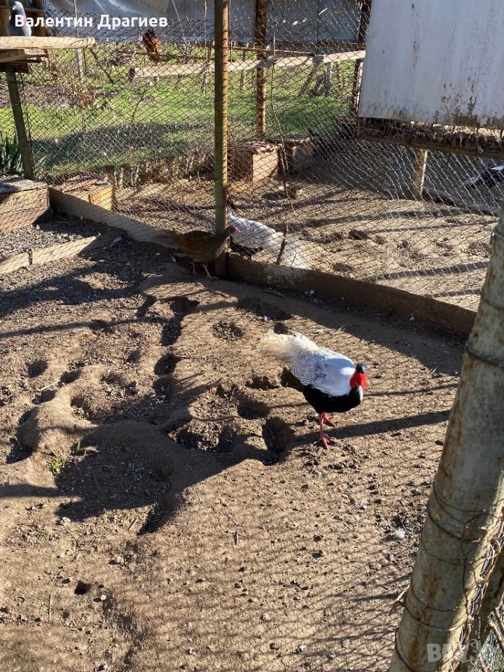 Сребърни фазани, снимка 1