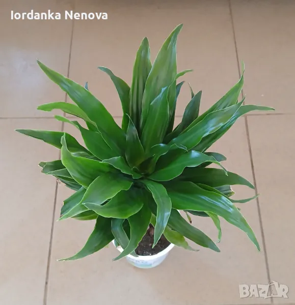 Драцена, снимка 1