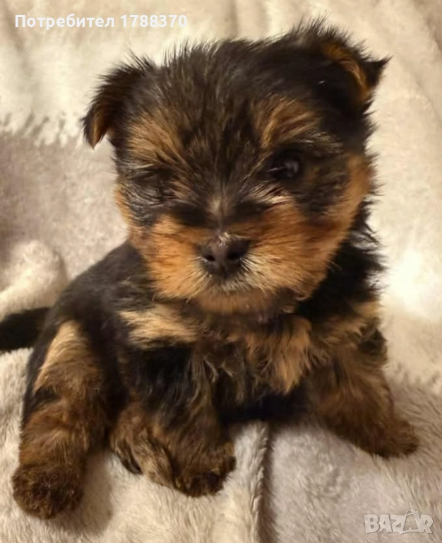 Бебе чистокръвно мини йорки, снимка 1