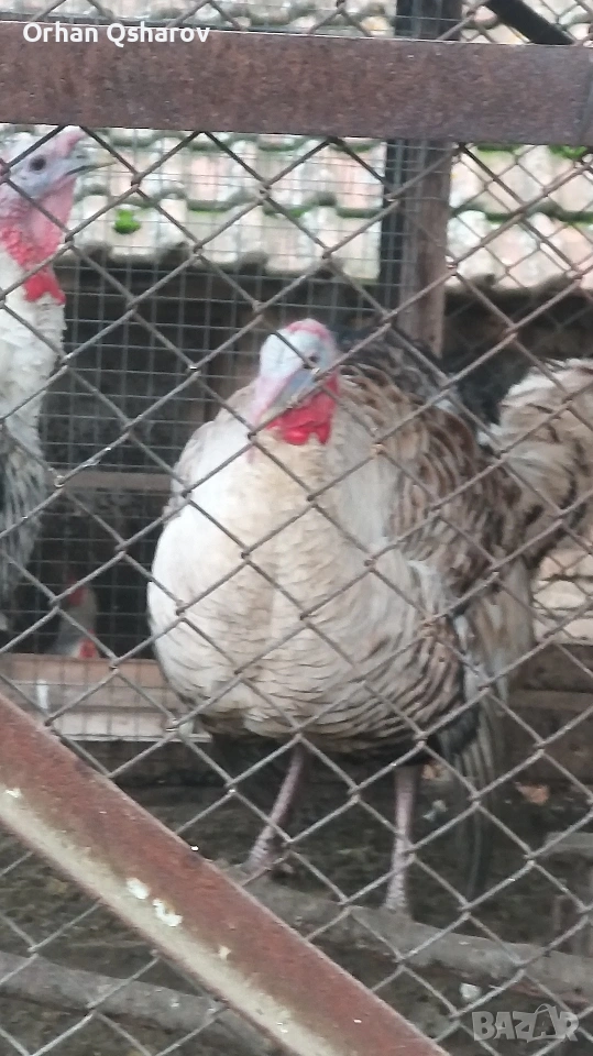 Продавам мъжки пуяци 15лв кг живо тегло , снимка 1