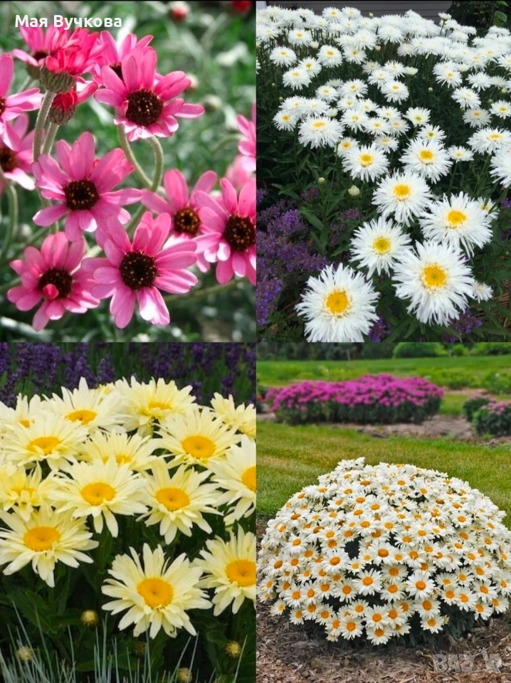 Комплект 4бр маргарита, снимка 1