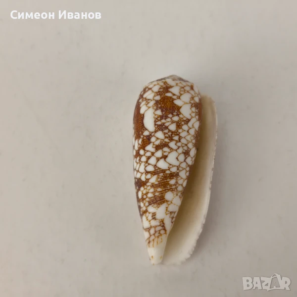 Интересна раковина рапан Conus Omaria 60 мм #5944, снимка 1