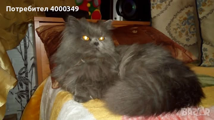 Подарявам мъжки персиец, снимка 1