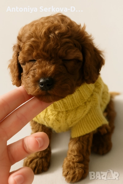 Poodle toy/Пудел Той, снимка 1