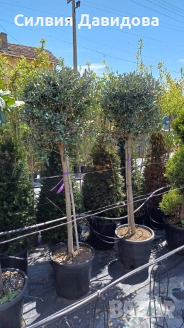 Европейска маслина , снимка 8 - Градински цветя и растения - 51793658